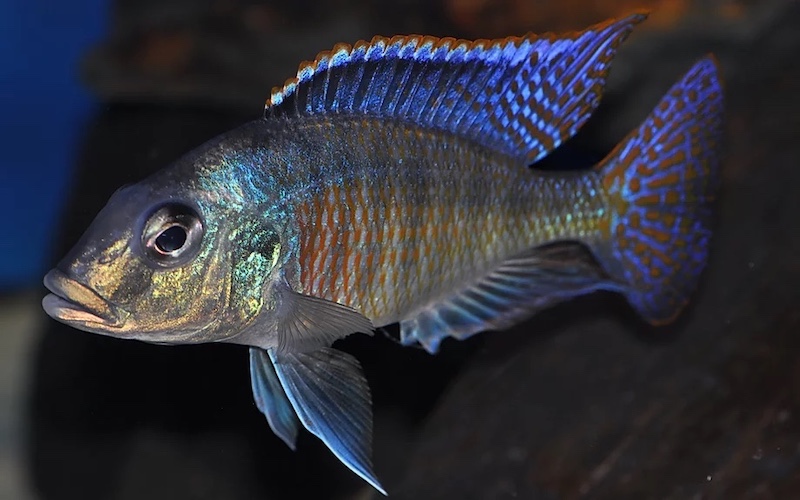 Mylochromis sphaerodon 'Senga Bay'